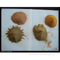 Tcm Concentrated Granules, Plant Extract